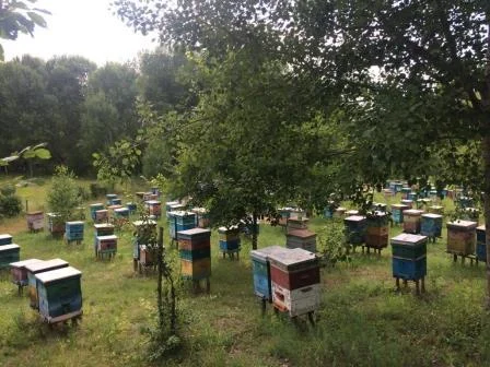 Продам пасіку - фото № 1