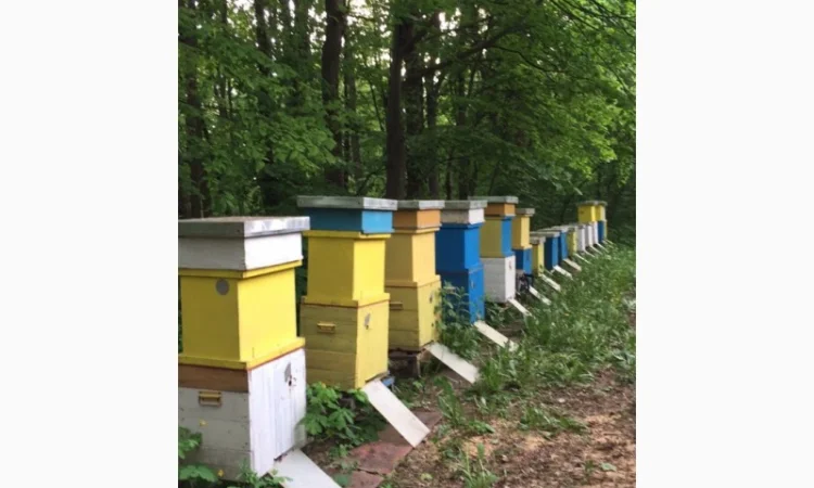 Продам пасіку - фото № 1