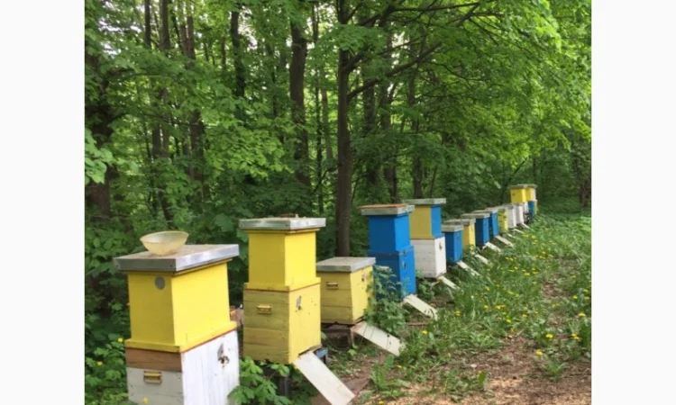 Продам пасіку - фото № 2