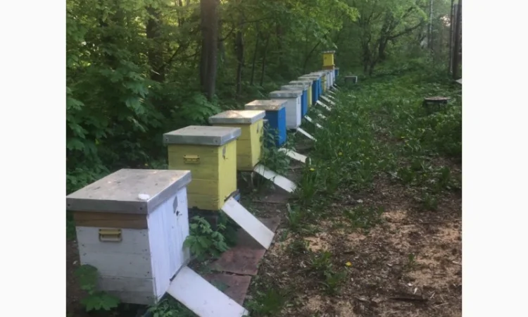 Продам пасіку - фото № 3