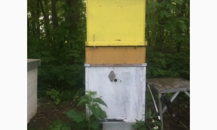 Продам пасіку - фото № 6