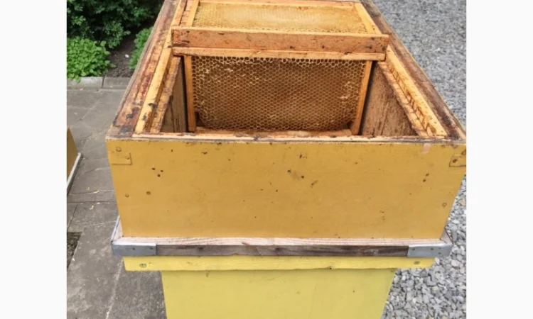 Продам пасіку - фото № 7