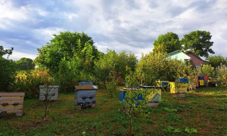 Продам вулики із бжолами - фото № 1