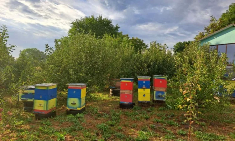 Продам вулики із бжолами - фото № 2