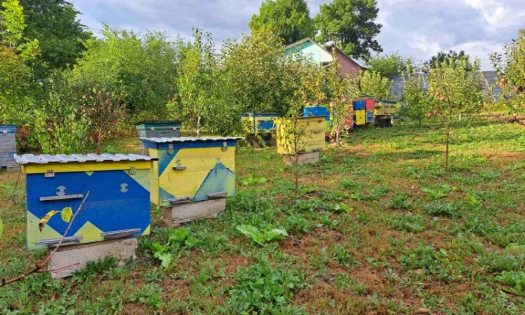 Продам вулики із бжолами - фото № 3