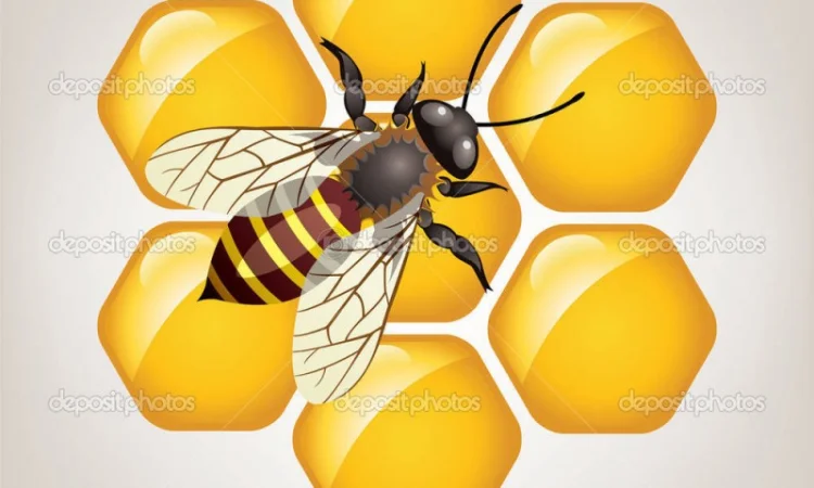 Купуємо чистий мед по всій Україні - фото № 2