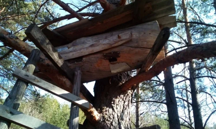 Мед диких бджіл (колодочний, бортьовий) - фото № 3