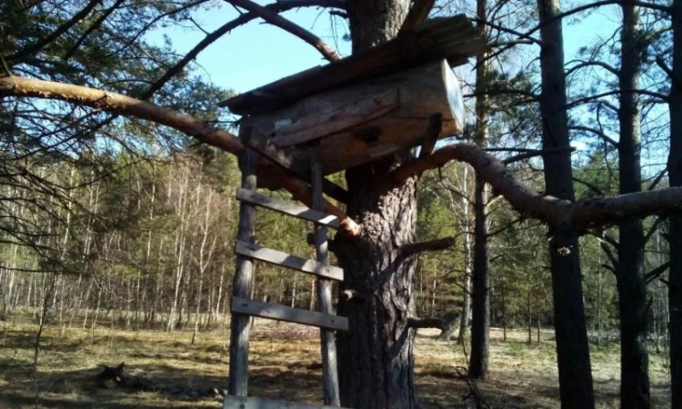 Мед диких бджіл (колодочний, бортьовий) - фото № 4