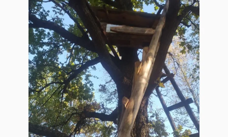 Мед бортевий, дикий, з колод - фото № 1