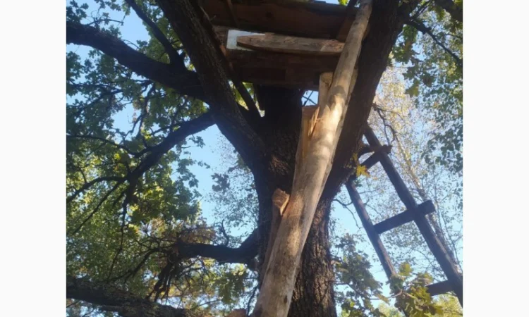 Мед бортевий, дикий, з колод - фото № 2