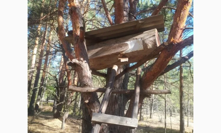 Мед бортевий, дикий, з колод - фото № 3