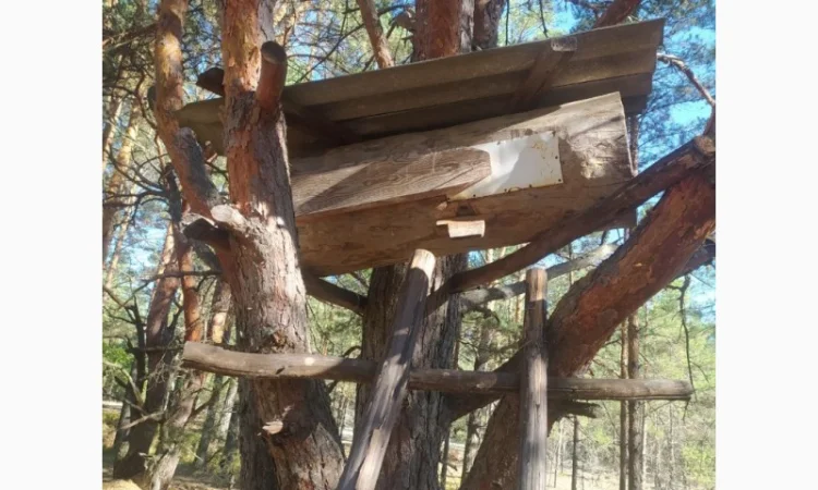 Мед бортевий, дикий, з колод - фото № 4