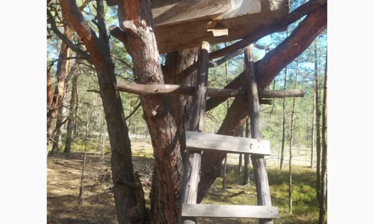 Мед бортевий, дикий, з колод - фото № 5