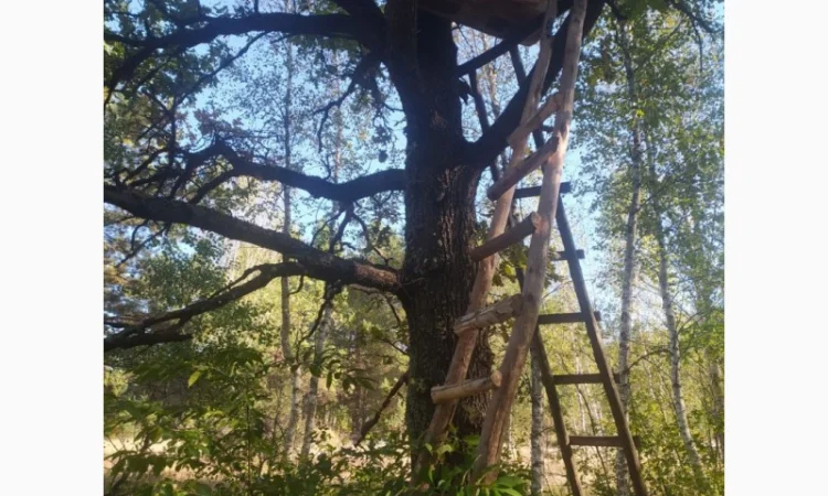 Мед бортевий, дикий, з колод - фото № 6