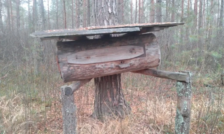 Мед диких бджіл – бортевий мед - фото № 1