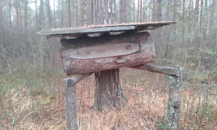 Мед диких бджіл – бортевий мед - фото № 2