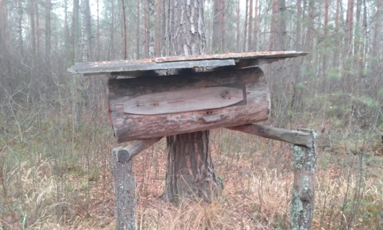 Мед диких бджіл – бортевий мед - фото № 3