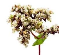 Закупка меда оптом без антибиотиков - фото № 2