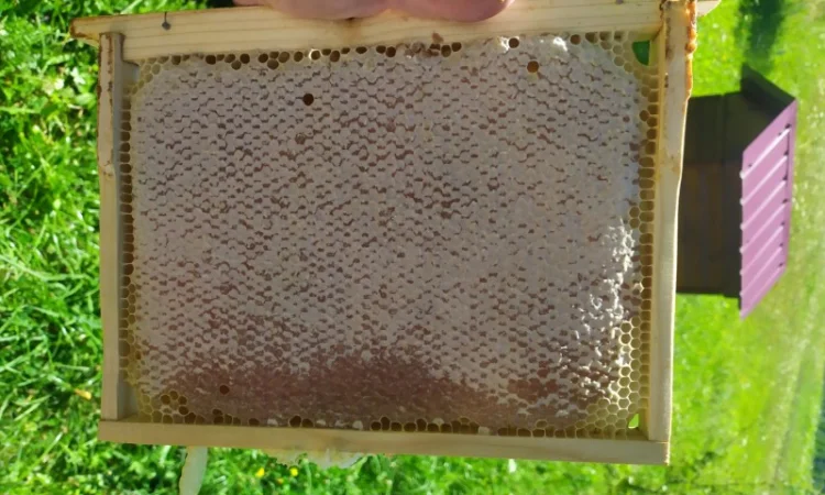 Мед лісовий та різнотрав’я - фото № 2