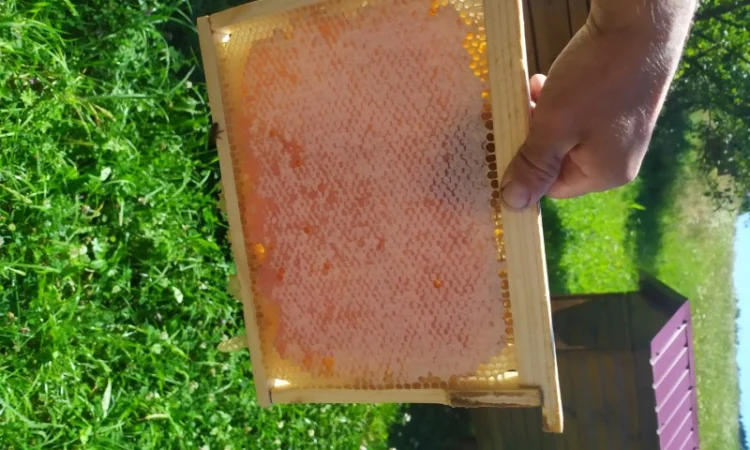 Мед лісовий та різнотрав’я - фото № 3