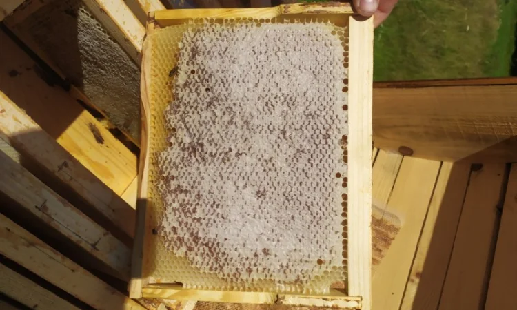 Мед лісовий та різнотрав’я - фото № 4