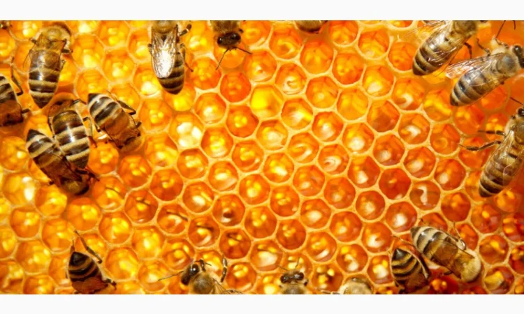 Продам натуральний мед із лісової пасіки, медові соти з рамкою, пилок, бджолине молочко - фото № 3