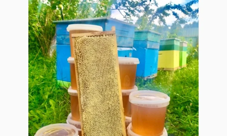 Продам натуральний мед із лісової пасіки, медові соти з рамкою, пилок, бджолине молочко - фото № 5