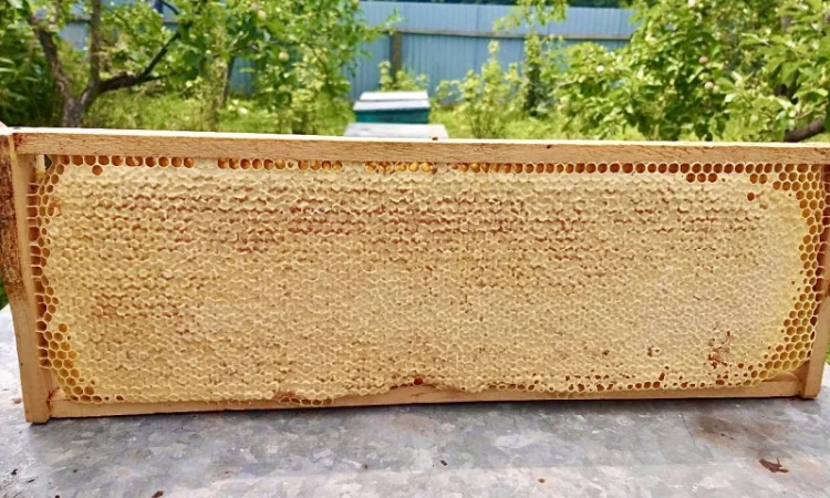 Продам натуральний мед із лісової пасіки, медові соти з рамкою, пилок, бджолине молочко - фото № 6