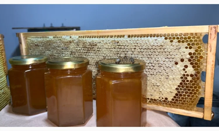 Продам натуральний мед із лісової пасіки, медові соти з рамкою, пилок, бджолине молочко - фото № 8