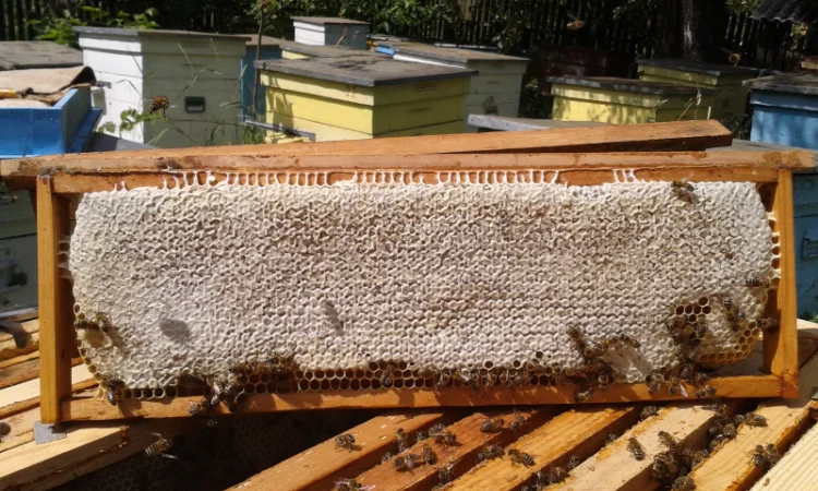 Продается стільниковий мед в рамках - фото № 1