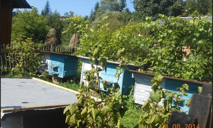 Липовий мед від виробника - фото № 2