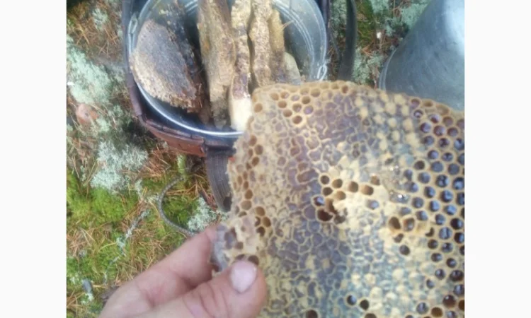 Бортевой мед диких пчел - фото № 6