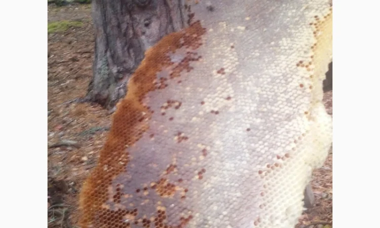 Бортевой мед диких пчел - фото № 7