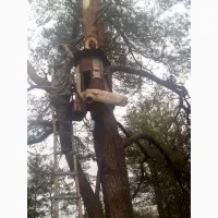 Бортевой мед диких пчел - фото № 9