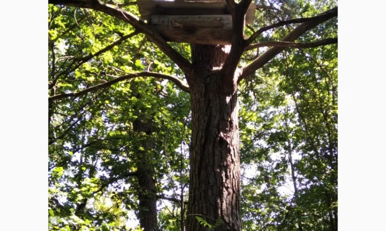 Бортевой мед диких пчел - фото № 13