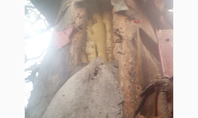 Бортевой мед диких пчел - фото № 1