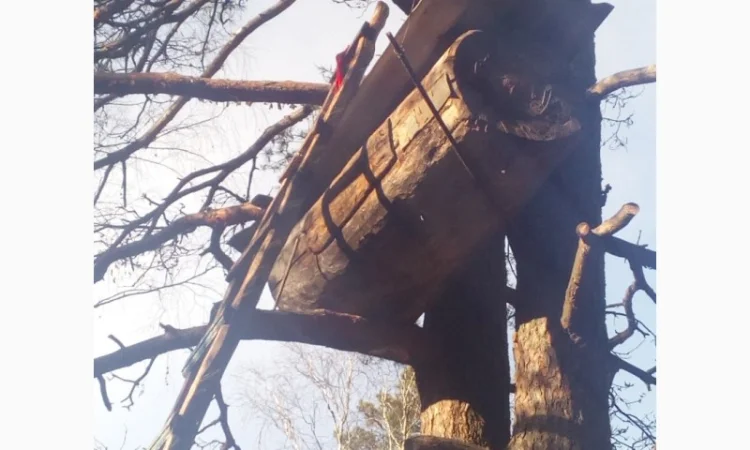 Бортевой мед диких пчел - фото № 2