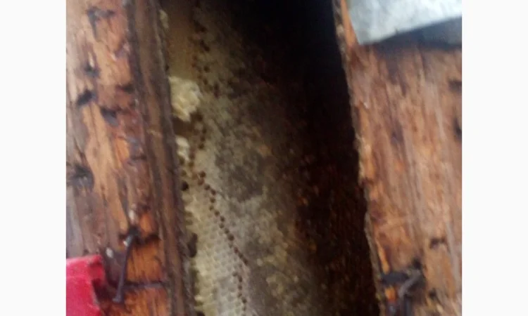 Бортевой мед диких пчел - фото № 3