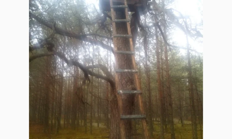 Бортевой мед диких пчел - фото № 4