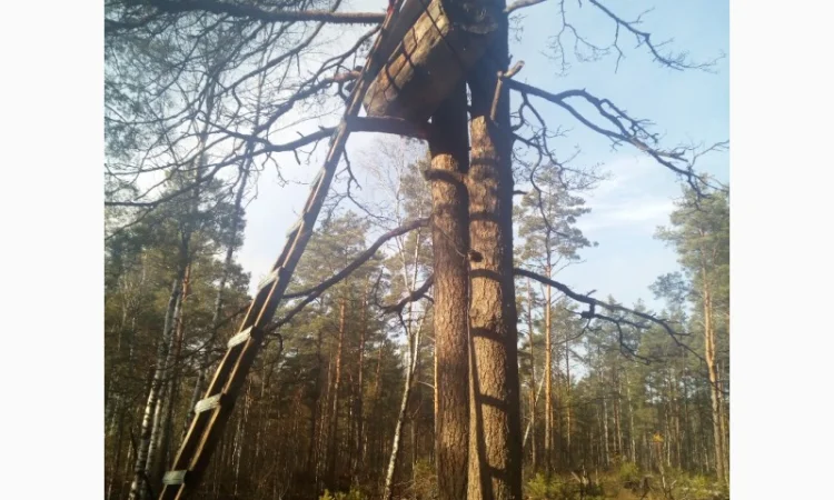 Бортевой мед диких пчел - фото № 5