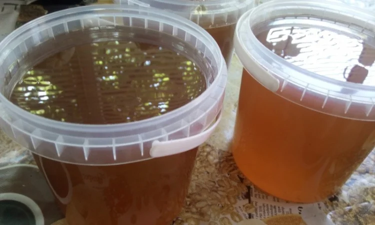 Продается мёд подсолнечника и мёд из рабса - фото № 2