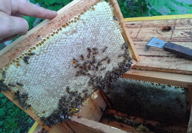 Продаю мед липовий - фото № 3