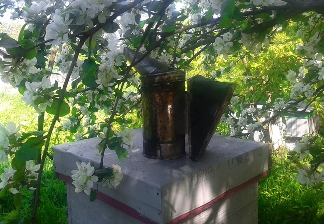 Продаю мед липовий - фото № 4