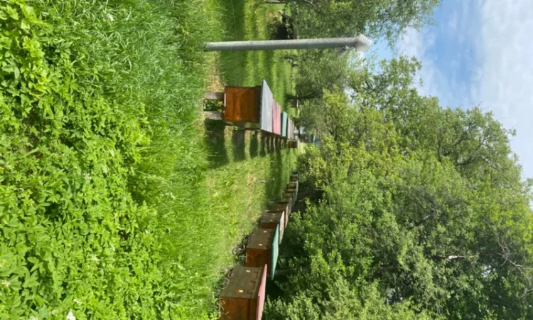 Пропонується екологічно чистий акацієвий мед - фото № 6