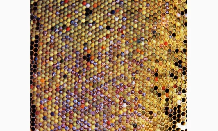 Мед в сотах 2025 года сбора - фото № 4