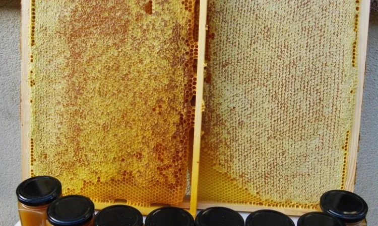 Мед в сотах 2025 года сбора - фото № 2