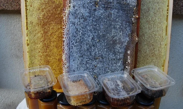 Мед в сотах 2025 года сбора - фото № 3