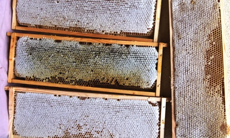 Мед в сотах 2025 года сбора - фото № 1