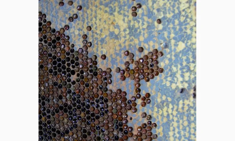 Мед в сотах 2025 года сбора - фото № 5