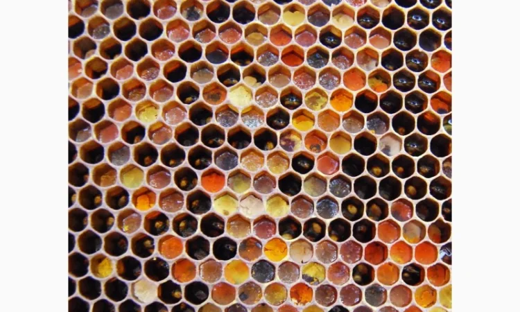 Мед в сотах 2025 года сбора - фото № 7